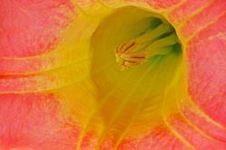 brugmansia sanguinea thumbnail graphic